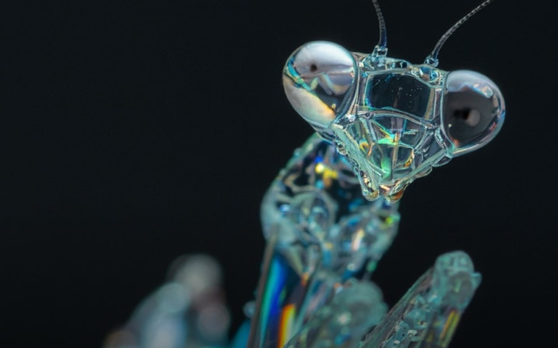 Official Adobe Firefly image showing generative creative work.