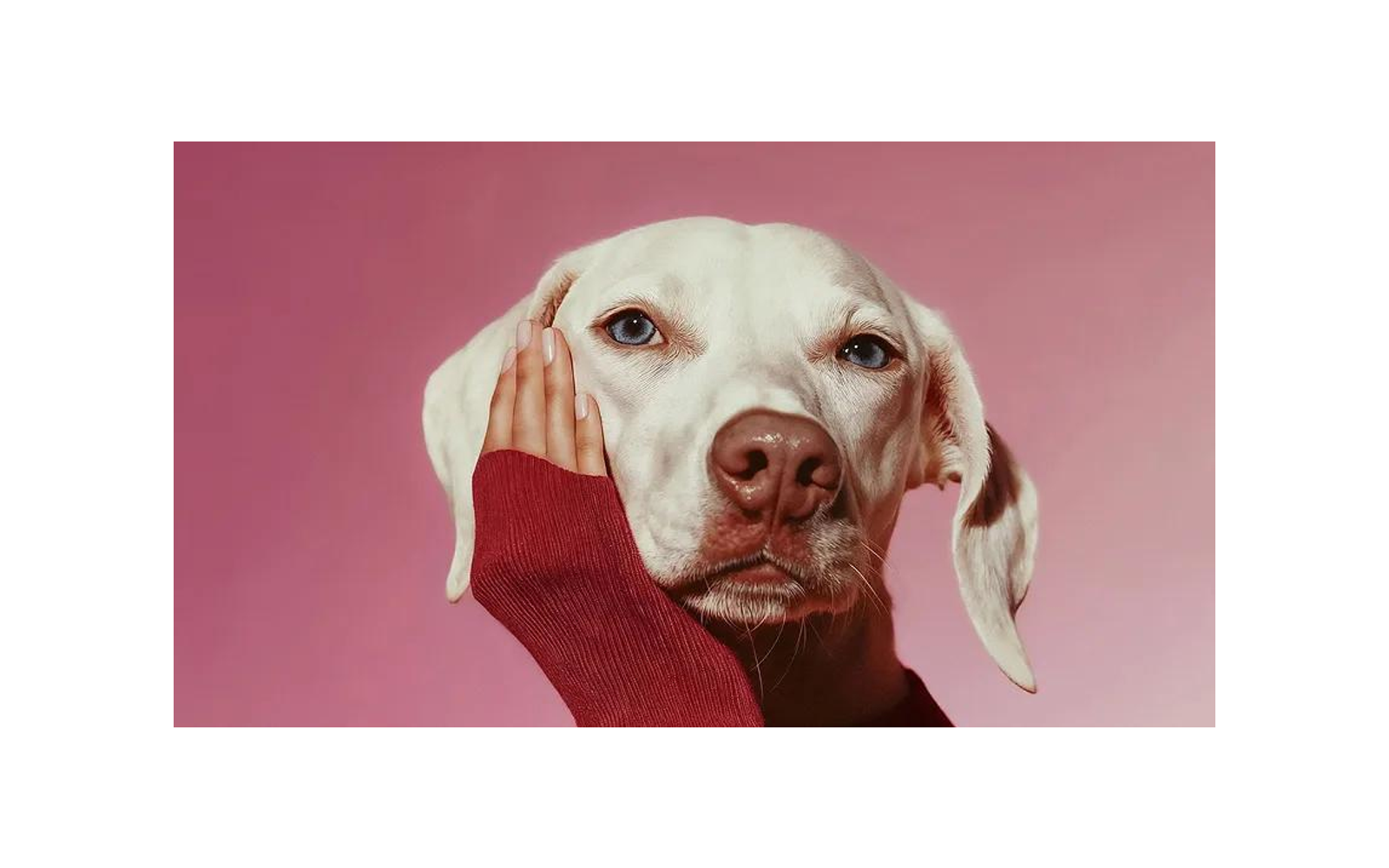 Klarna campaign showing a dog held by a person