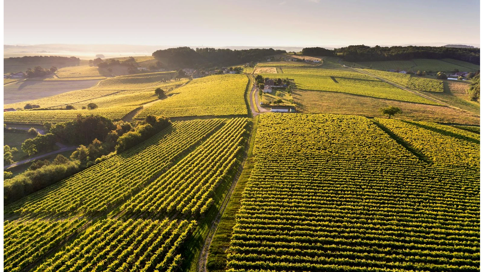 Vineyard landscape from the official LVMH Hennessy Maison page.